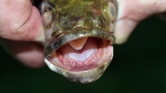 snakeheadfish.jpg 