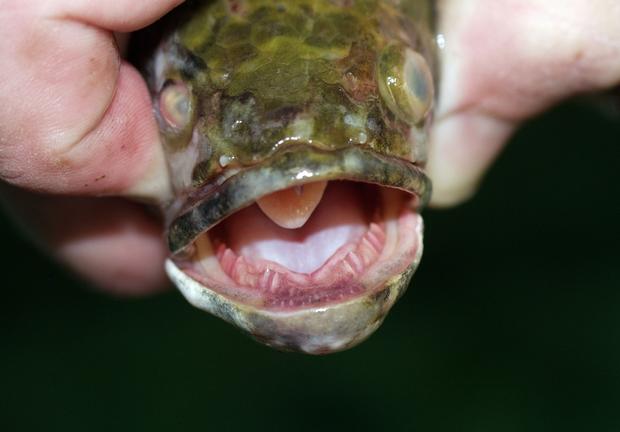 Northern snakehead invasive fish that can survive on land found in Missouri - CBS News