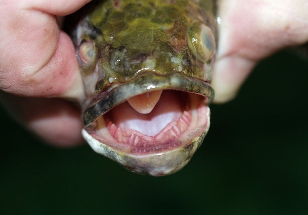 snakeheadfish.jpg
