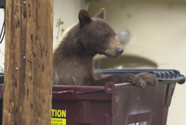 bear in dumpster 
