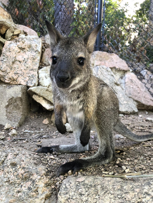 baby wallaby credit cheyenne mtn zoo 