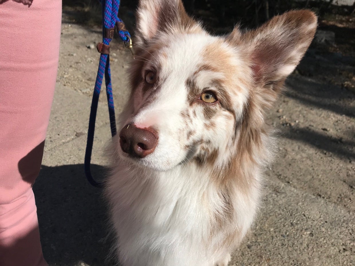 Therapy Dog Lola Helps Victims In 5th Judicial District Attorney s 