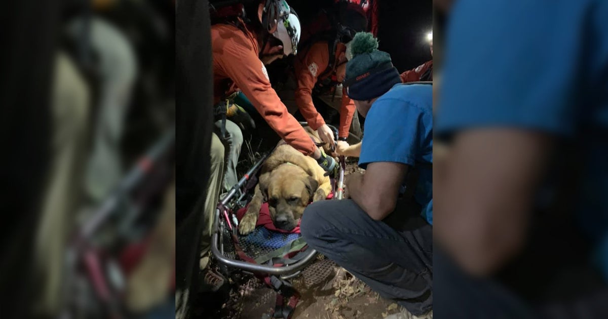 A Massive Mastiff Had To Be Rescued After Getting Exhausted On A ...