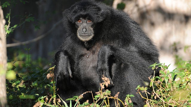 Siamang-Sia.jpg 
