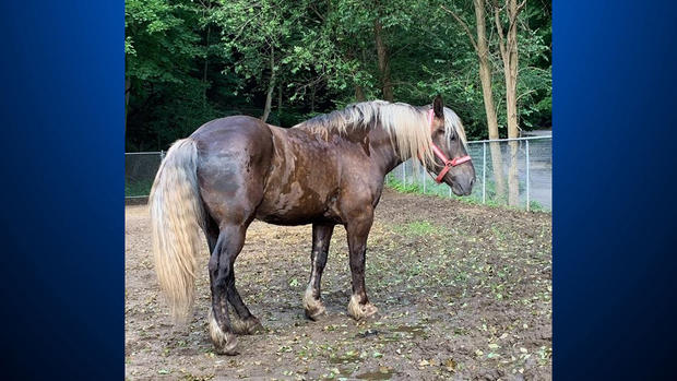 ramon foster donated horse 
