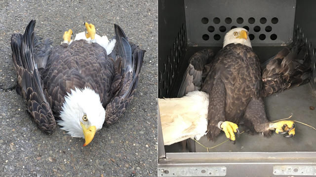 Injured-Eagle.jpg 