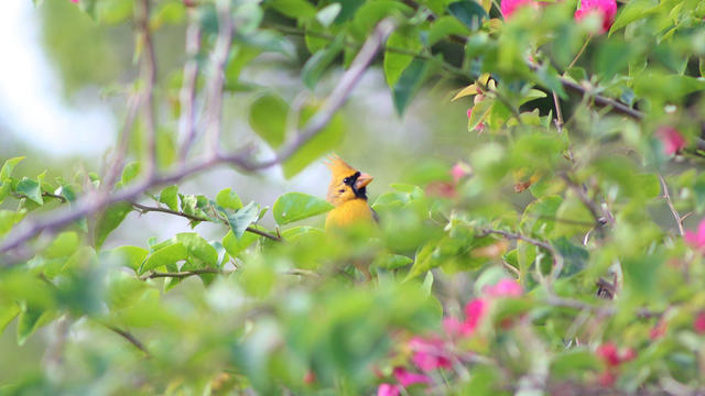 florida-yellow-cardinal.jpg 