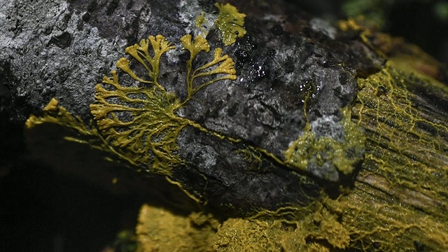 S115825684.jpg 