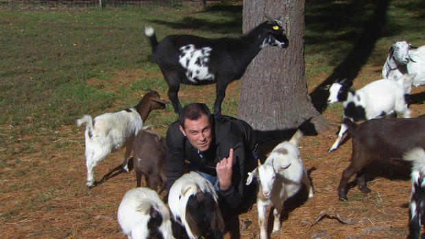 goats 
