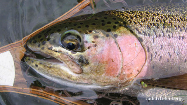 rainbow-trout-from-creek-in-big-horn-county-mt-black-caddis-in-mouth-judith-lehmberg-620.jpg 