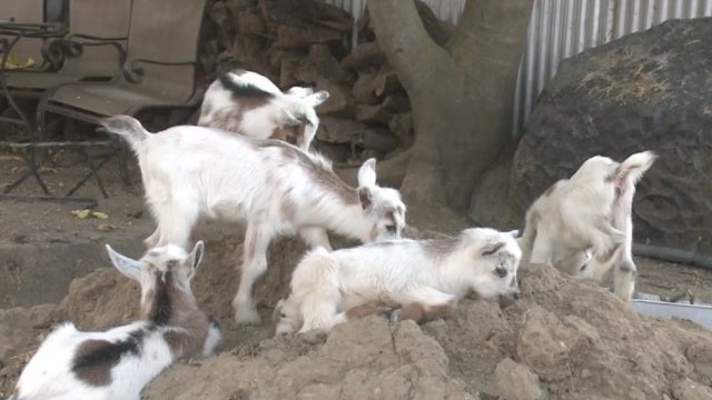 BABY-GOATSSSSSSSSS.jpg 