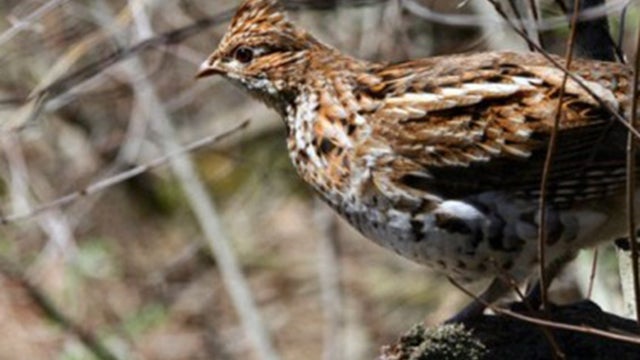 ruffed-grouse.jpg 