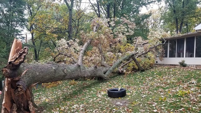 tree-story.jpg 