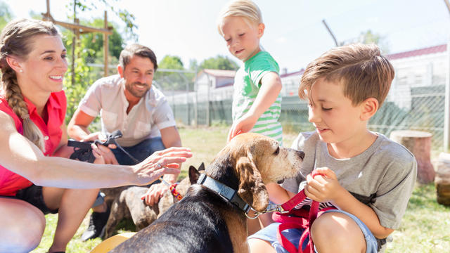 Pet_Shelter_shutterstock_1348649189.jpg 