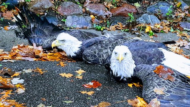 tangled-bald-eagles.jpg 