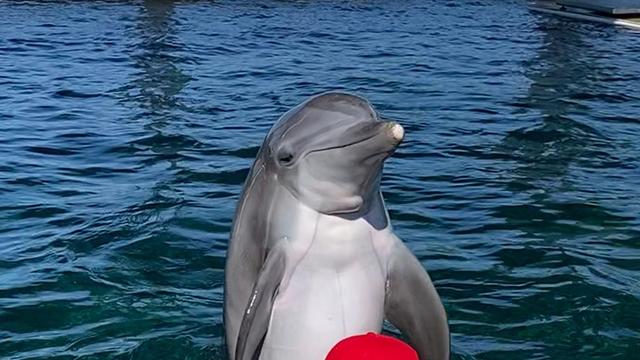 Clearwater-dolphin.jpg 