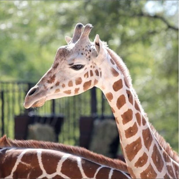 Kazi giraffe (Denver Zoo) 