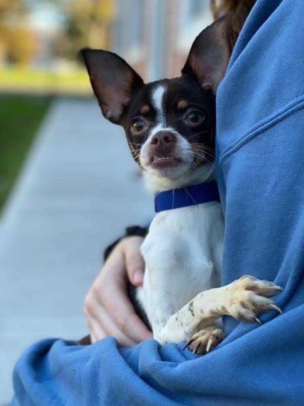 A Chihuahua peeks toward the camera at the MSPCA-Cape Cod where five others have been taken after their surrender (credit MSPCA-Angell) 