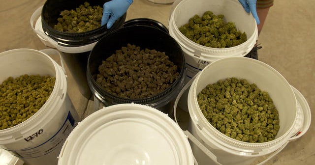 Inside the biggest legal marijuana factory in the United States
