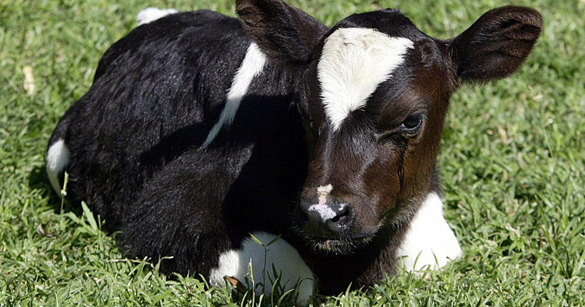 Miniature cows steal the show at Lancaster County farm