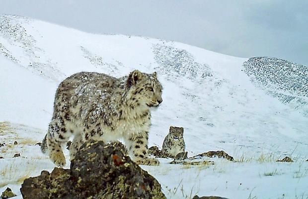 snow-leopard-siberia.jpg 
