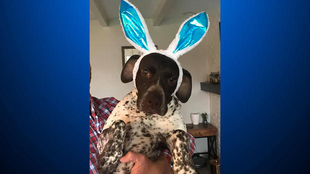 Moose at Easter 