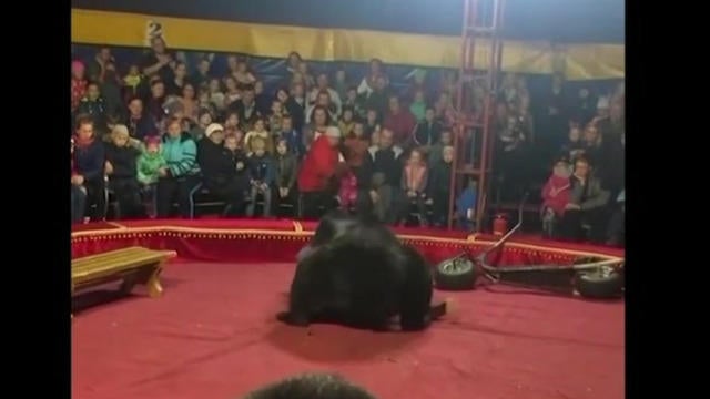 cbsn-fusion-bear-attack-russia-circus-show-thumbnail-384212-640x360.jpg 