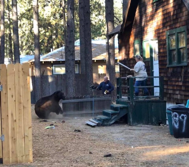 Bear 4 