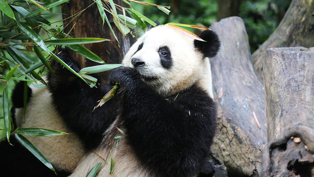 Giant Pandas: Photos from the 60 Minutes report 