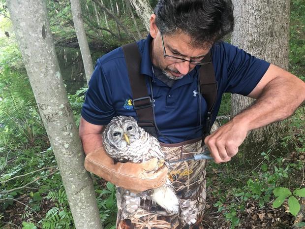 owl rescued 
