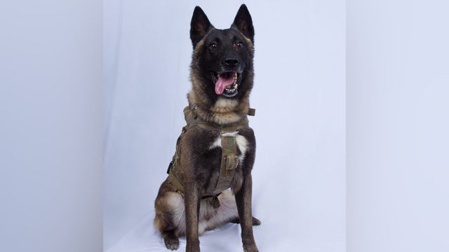 aaadog.jpg 