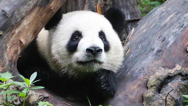 TV with Thinus: Animal Planet renews Treehouse Masters and Yankee Jungle  for further seasons; orders 20hour TV special, Panda Republic.