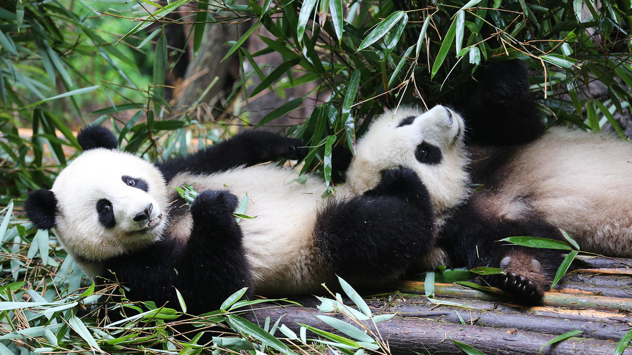 Giant pandas: Saving the giant panda from extinction - 60 Minutes - CBS