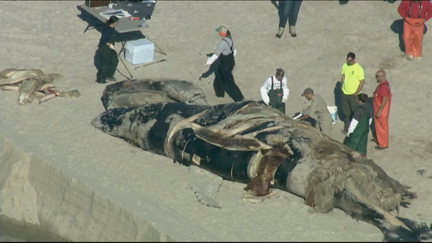 Whale Washed Ashore 