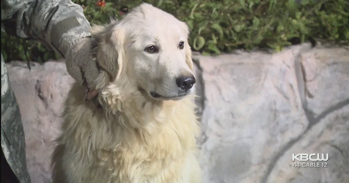 Odin, Goat-Herding Dog Who Survived 2017 Tubbs Fire, Spotted