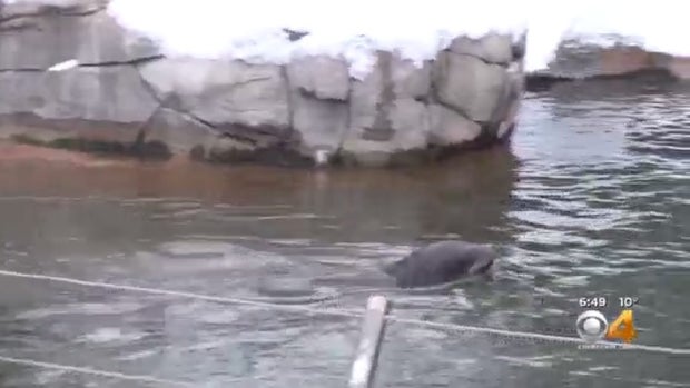 denver zoo sea lion 