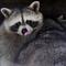 Raccoon in pet store for nail trim euthanized after customers kiss it