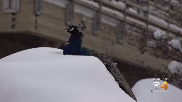 denver-zoo-snow.jpg 