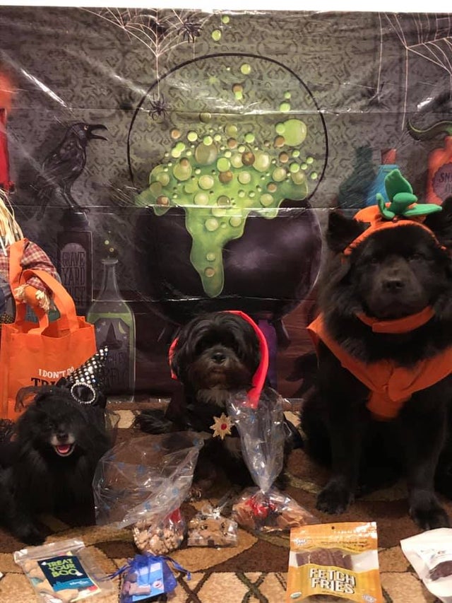 PET-FB-Rosa-Margarita-Bronx-NY-Marilyn-the-witch-Valendtine-the-vampire-Chini-the-pumpkin.jpg 
