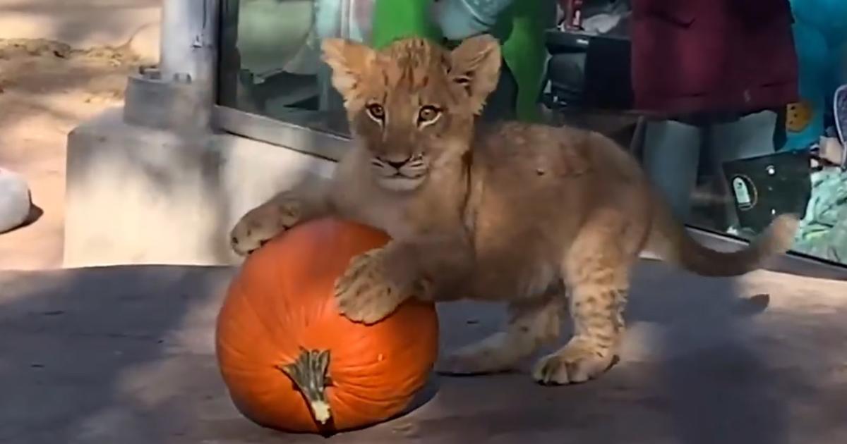 WATCH Animals At Denver Zoo Enjoy Halloween Treats CBS Colorado