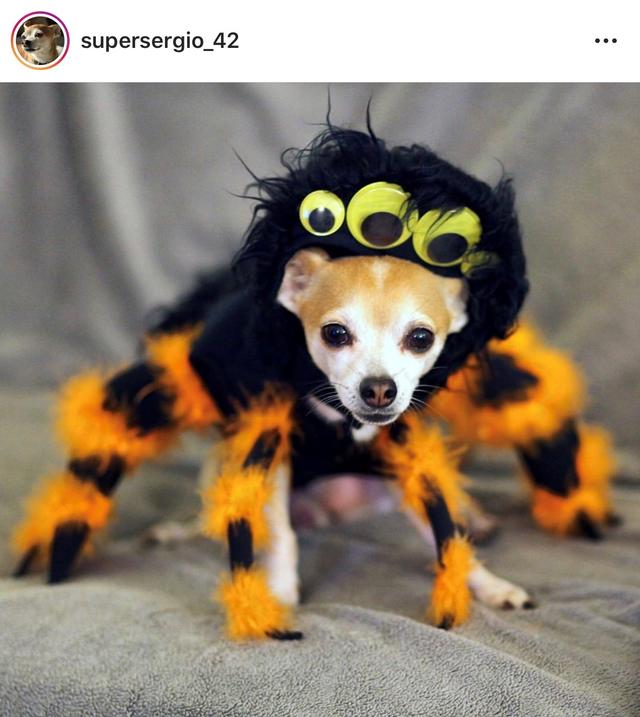 PET-IG-@supersergio_42.jpg 
