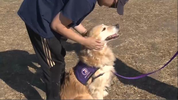 cal fire therapy dog at base camp (CBS) 
