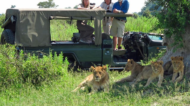lions-main-384535-640x360.jpg 