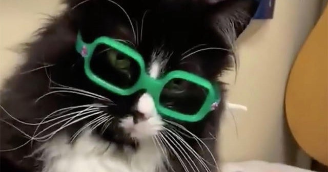 Cat helps kids feel comfortable at eye doctor CBS News