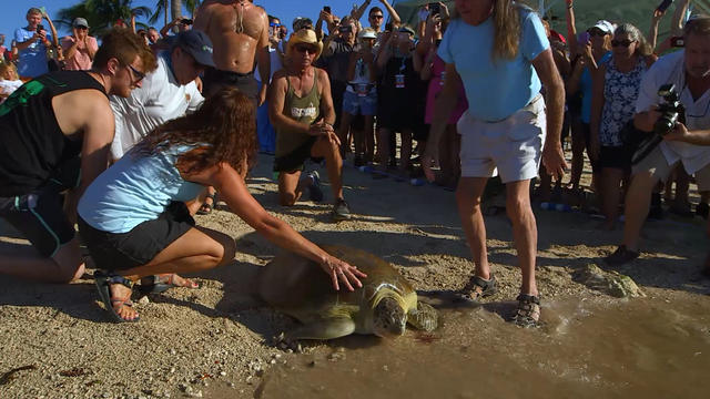 Turtle-Release.jpg 