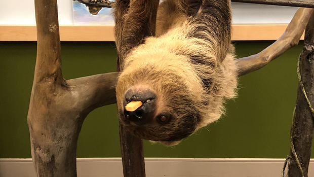 sloth 