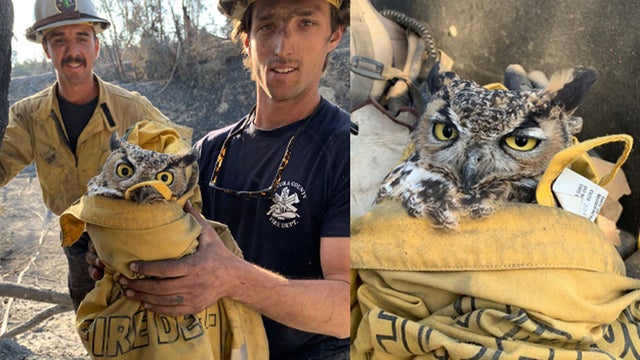 rescued-owl.jpg 