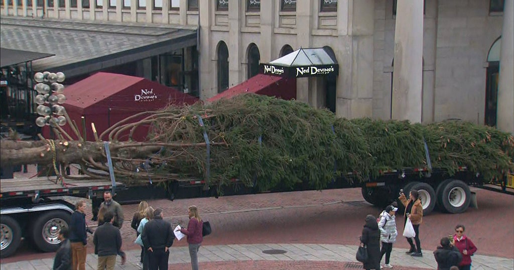 65Foot Tree Arrives At Faneuil Hall For Holiday Spectacular CBS Boston