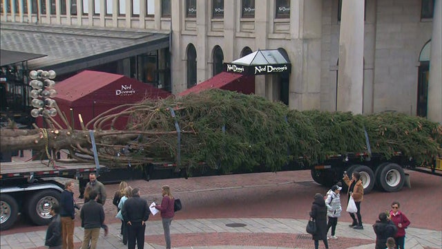 faneuil-hall-tree-arrival-boston.jpg 