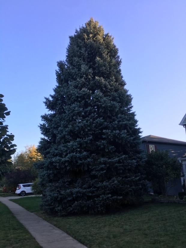 2019 - Nelson Tree in Elgin Illinois 